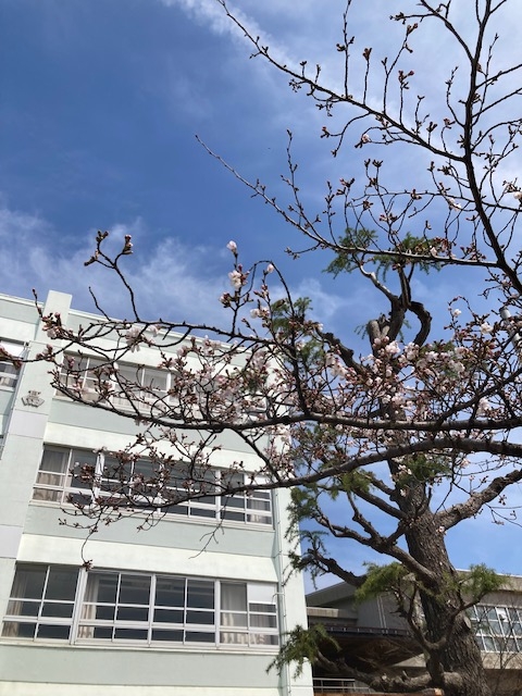 お知らせの画像