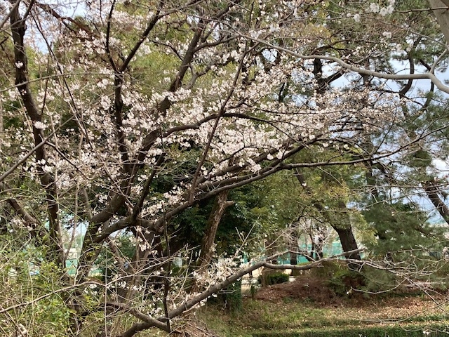 お知らせの画像
