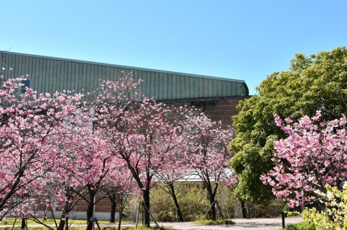 工科大周辺の桜