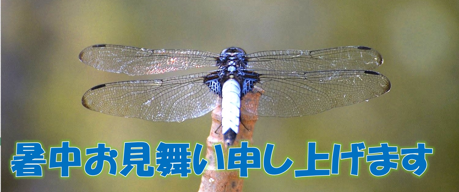 メインの画像